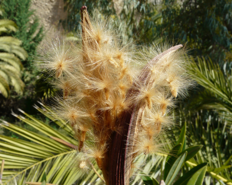 Nerium oleander subsp. oleander L.