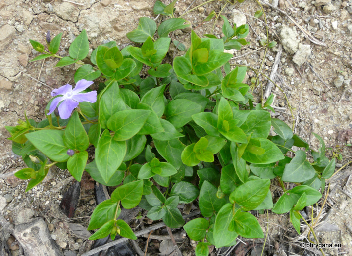 Vinca major L.