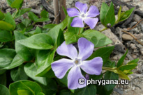 Vinca major L.