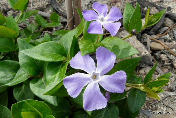 Vinca major L.