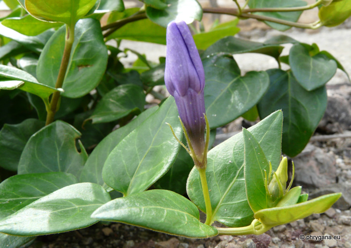 Vinca major L.