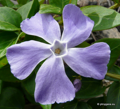 Vinca major L.