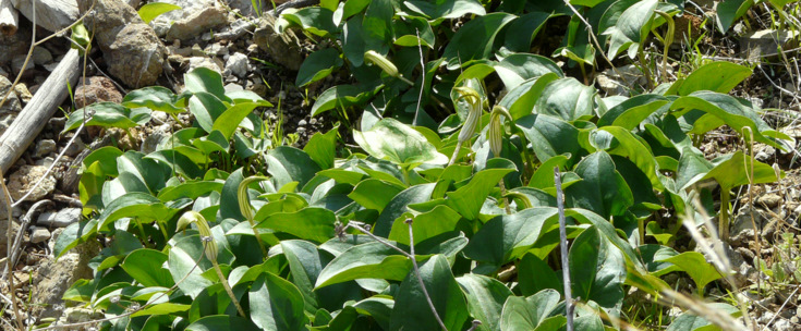 Arisarum vulgare