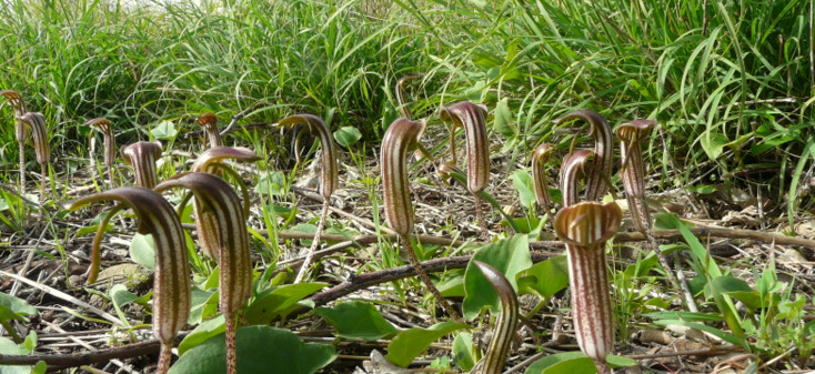 Arisarum vulgare