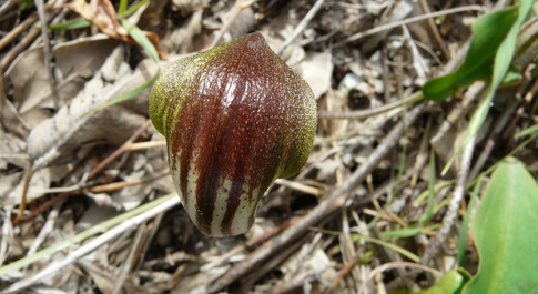 Arisarum vulgare