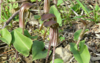 Arisarum vulgare  TARG. TOZZ. 