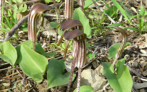 Arisarum vulgare