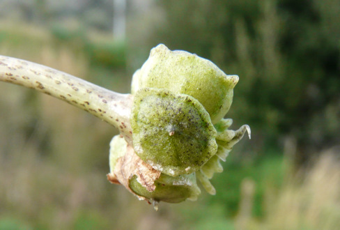 Arisarum vulgare