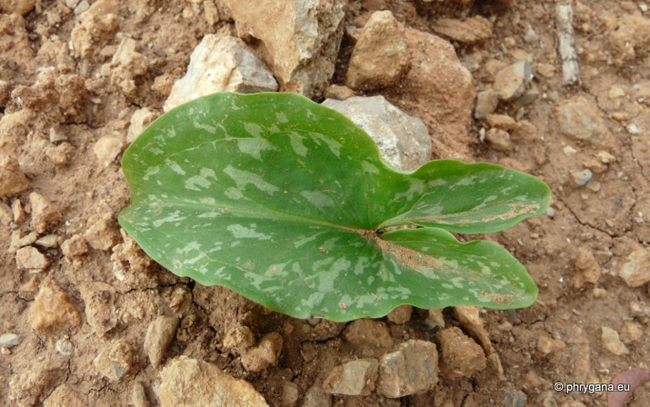 Arisarum vulgare  TARG. TOZZ.