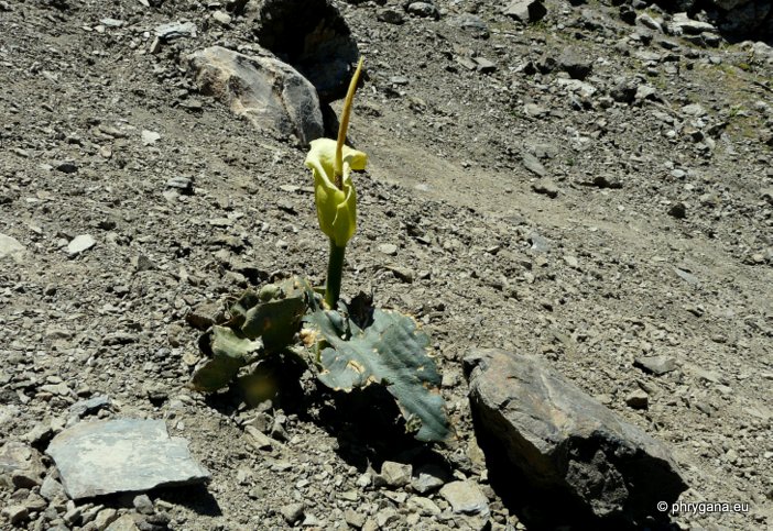 Arum creticum BOISS. & HELDR.