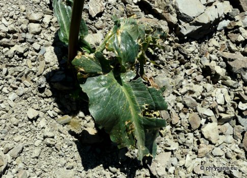 Arum creticum BOISS. & HELDR.