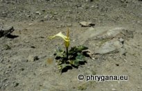 Arum creticum BOISS. & HELDR.