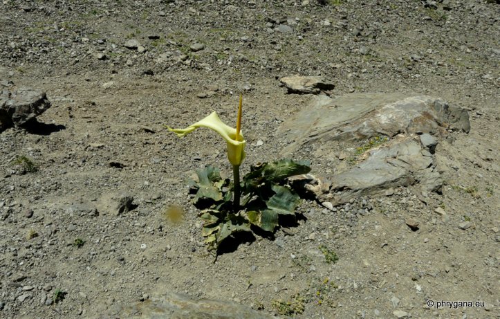 Arum creticum BOISS. & HELDR.