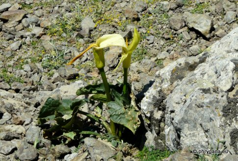 Arum creticum BOISS. & HELDR.