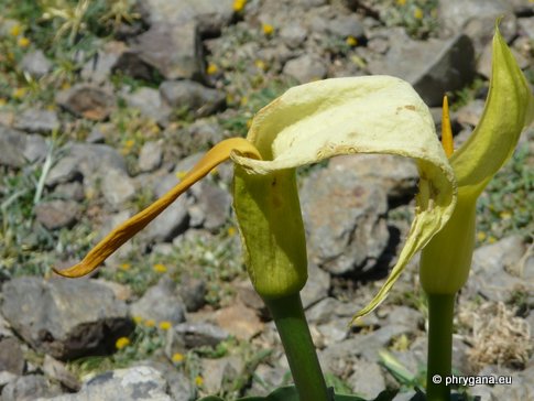 Arum creticum BOISS. & HELDR.