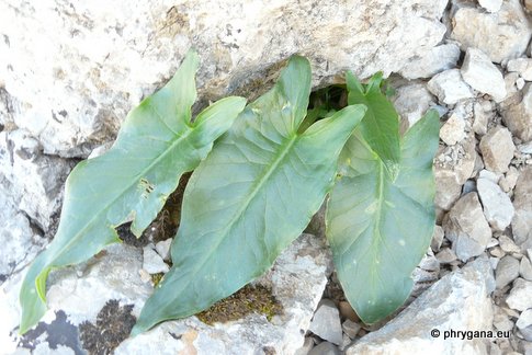 Arum creticum BOISS. & HELDR.