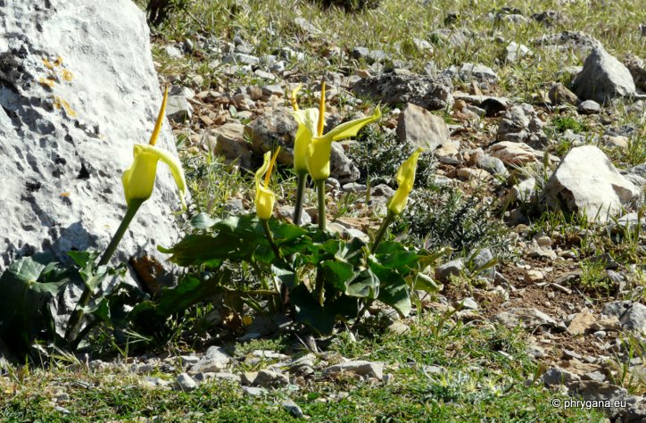 Arum creticum BOISS. & HELDR.