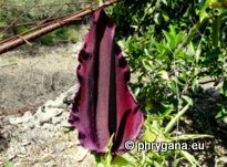 Dracunculus vulgaris SCHOTT