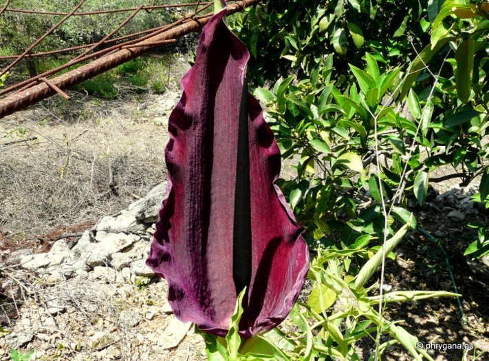 Dracunculus vulgaris SCHOTT