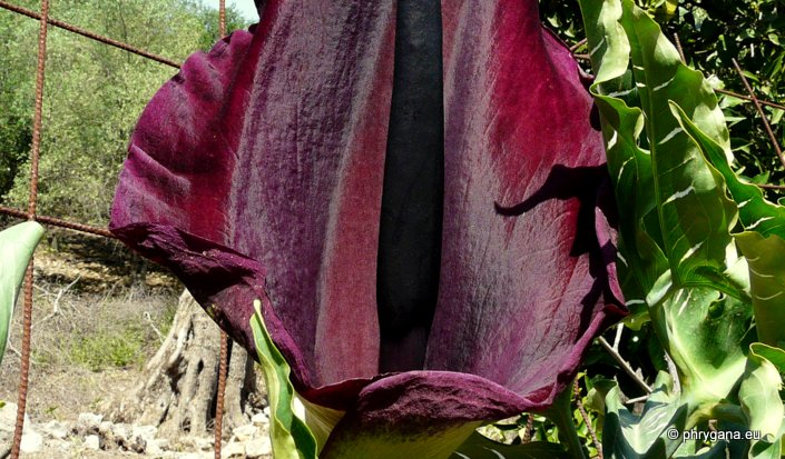 Dracunculus vulgaris SCHOTT