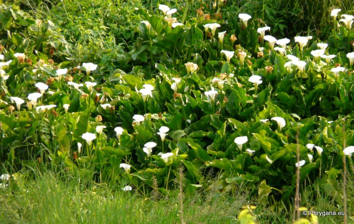 Zantedeschia aethiopica (L.) SPRENG.