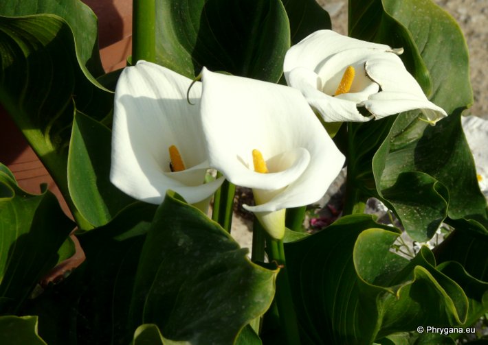 Zantedeschia aethiopica (L.) SPRENG.