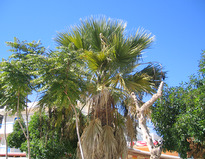 Trachycarpus fortunei H. WENDEL.