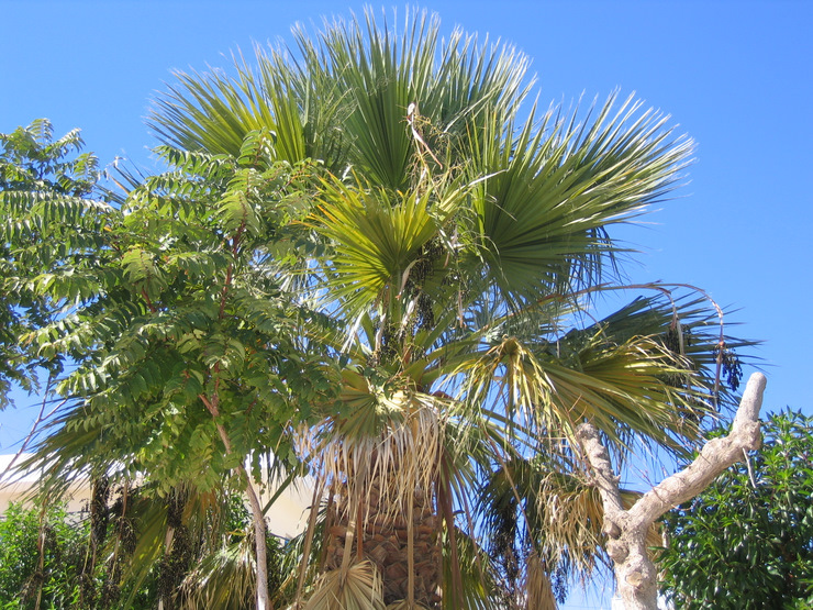 Trachycarpus fortunei H. WENDL. -- le Palmier de Chusan -- Chusan Palm