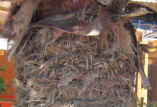 Trachycarpus fortunei H. WENDL. -- le Palmier de Chusan -- Chusan Palm