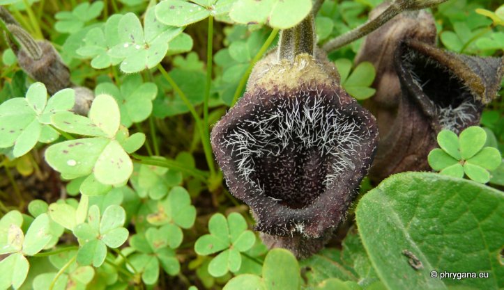 Aristolochia cretica LAM.