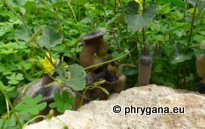 Aristolochia cretica LAM.