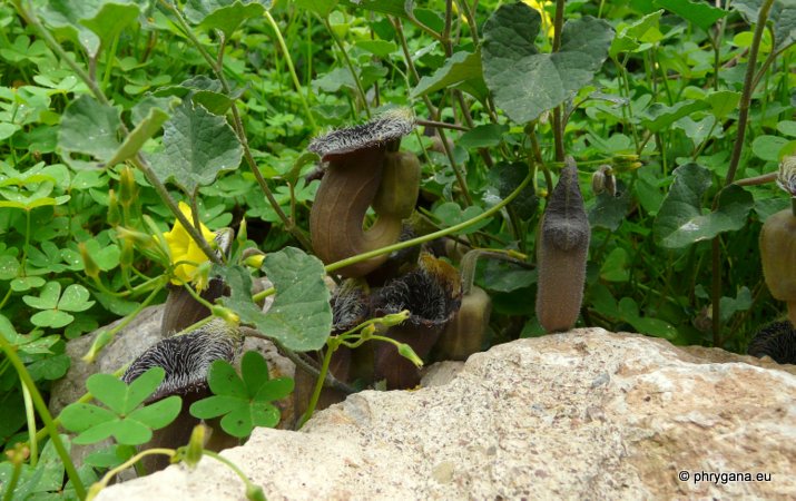 Aristolochia cretica LAM.