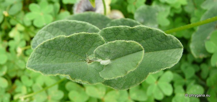 Aristolochia cretica LAM.