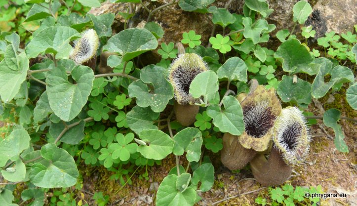 Aristolochia cretica LAM.