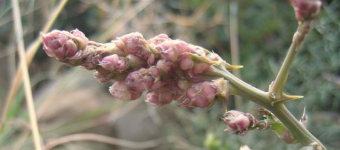 Asparagus aphyllus L. subsp. orientalis (BAKER) P.H. DAVIS