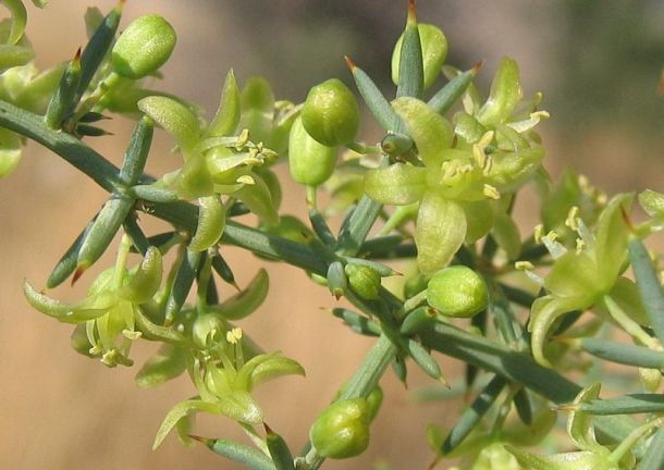 Asparagus aphyllus L. subsp. orientalis (BAKER) P.H. DAVIS