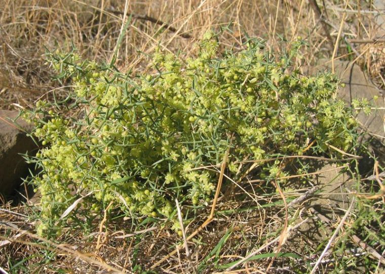 Asparagus aphyllus L. subsp. orientalis (BAKER) P.H. DAVIS