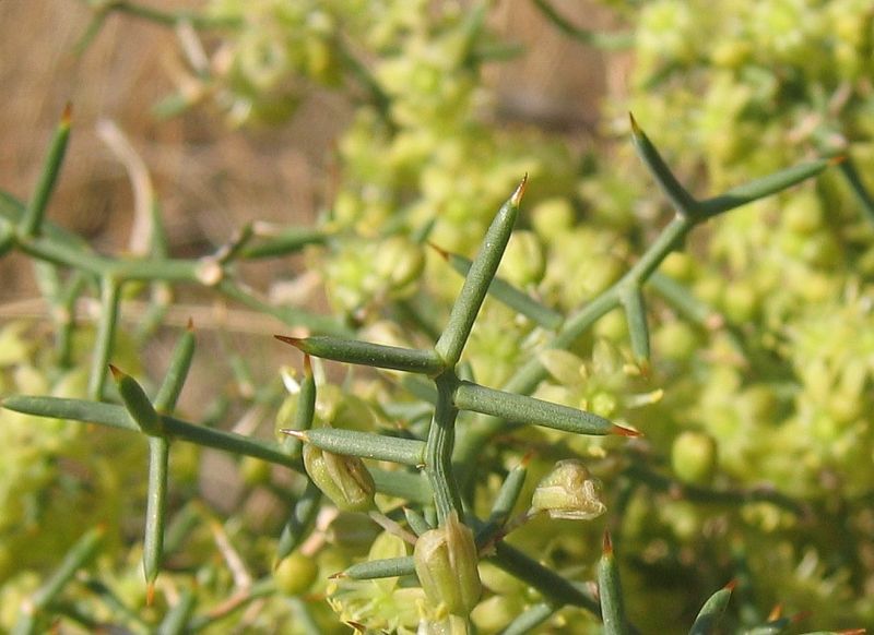 Asparagus aphyllus L. subsp. orientalis (BAKER) P.H. DAVIS