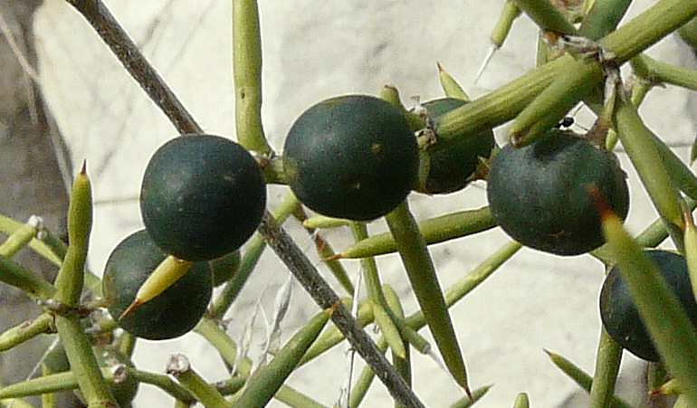 Asparagus aphyllus L. subsp. orientalis (BAKER) P.H. DAVIS