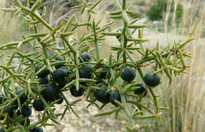 Asparagus aphyllus L. subsp. orientalis (BAKER) P.H. DAVIS