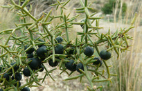 Asparagus aphyllus L. subsp. orientalis (BAKER) P.H. DAVIS