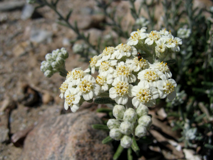 Achillea cretica   CIRILLO