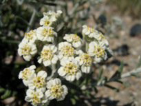 Achillea cretica   CIRILLO