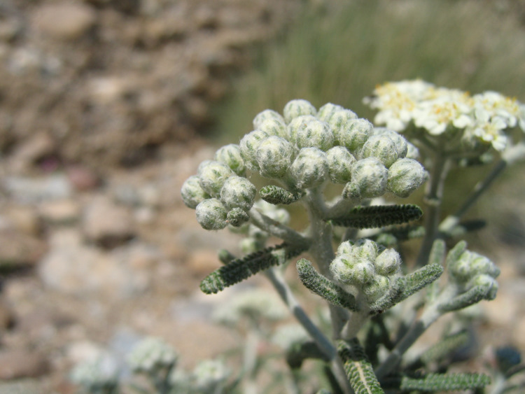 Achillea cretica   CIRILLO