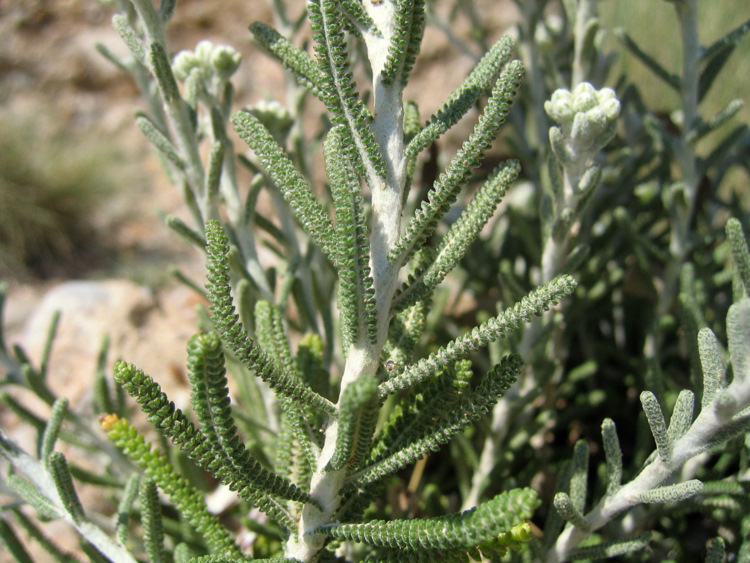 Achillea cretica   CIRILLO