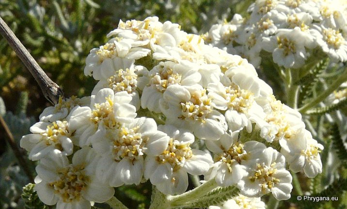 Achillea cretica   CIRILLO