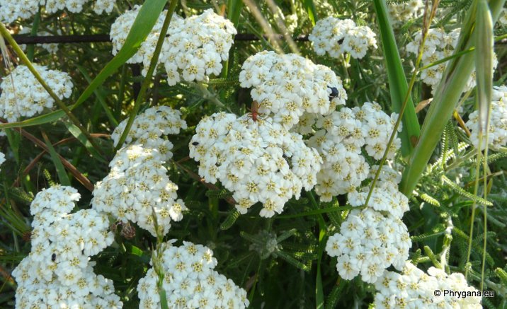 Achillea cretica   CIRILLO