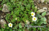 Anthemis arvensis subsp. incrassata (LOISEL.) NYMAN