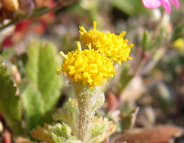 Anthemis rigida subsp. rigida (SM.) BOISS. ex HELDR.