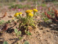 Anthemis rigida subsp. rigida (SM.) BOISS. ex HELDR.